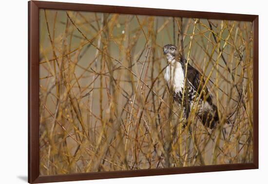 USA, Oregon, Baskett Slough NWR, immature Red-tailed Hawk-Rick A. Brown-Framed Photographic Print