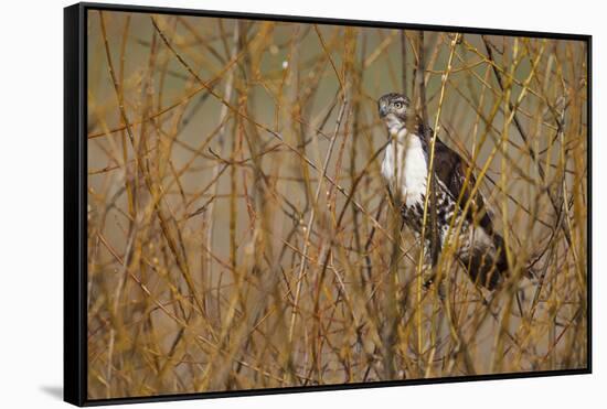 USA, Oregon, Baskett Slough NWR, immature Red-tailed Hawk-Rick A. Brown-Framed Stretched Canvas