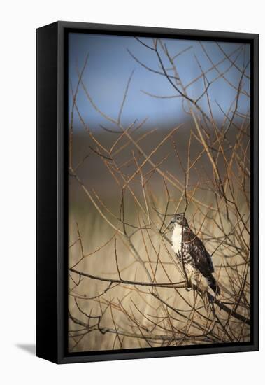 USA, Oregon, Baskett Slough NWR, immature Red-tailed Hawk-Rick A. Brown-Framed Stretched Canvas