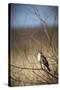 USA, Oregon, Baskett Slough NWR, immature Red-tailed Hawk-Rick A. Brown-Stretched Canvas