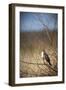 USA, Oregon, Baskett Slough NWR, immature Red-tailed Hawk-Rick A. Brown-Framed Photographic Print