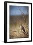 USA, Oregon, Baskett Slough NWR, immature Red-tailed Hawk-Rick A. Brown-Framed Photographic Print