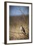 USA, Oregon, Baskett Slough NWR, immature Red-tailed Hawk-Rick A. Brown-Framed Photographic Print