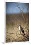 USA, Oregon, Baskett Slough NWR, immature Red-tailed Hawk-Rick A. Brown-Framed Photographic Print