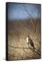 USA, Oregon, Baskett Slough NWR, immature Red-tailed Hawk-Rick A. Brown-Framed Stretched Canvas