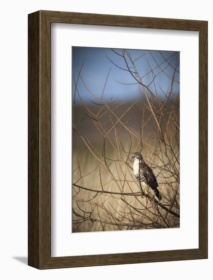 USA, Oregon, Baskett Slough NWR, immature Red-tailed Hawk-Rick A. Brown-Framed Photographic Print