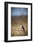 USA, Oregon, Baskett Slough NWR, immature Red-tailed Hawk-Rick A. Brown-Framed Photographic Print