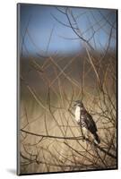 USA, Oregon, Baskett Slough NWR, immature Red-tailed Hawk-Rick A. Brown-Mounted Photographic Print