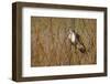 USA, Oregon, Baskett Slough NWR, immature Red-tailed Hawk-Rick A. Brown-Framed Photographic Print