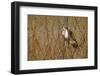 USA, Oregon, Baskett Slough NWR, immature Red-tailed Hawk-Rick A. Brown-Framed Photographic Print