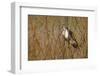 USA, Oregon, Baskett Slough NWR, immature Red-tailed Hawk-Rick A. Brown-Framed Photographic Print