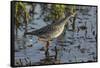 USA, Oregon, Baskett Slough NWR, Lesser Yellowlegs foraging.-Rick A. Brown-Framed Stretched Canvas