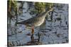 USA, Oregon, Baskett Slough NWR, Lesser Yellowlegs foraging.-Rick A. Brown-Stretched Canvas