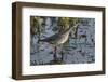 USA, Oregon, Baskett Slough NWR, Lesser Yellowlegs foraging.-Rick A. Brown-Framed Photographic Print