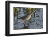 USA, Oregon, Baskett Slough NWR, Lesser Yellowlegs foraging.-Rick A. Brown-Framed Photographic Print