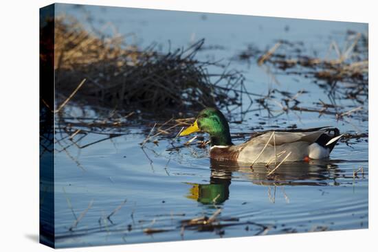 USA, Oregon, Baskett Slough Nwr, Mallard (Anas Plathyrhynchos) Drake-Rick A. Brown-Stretched Canvas