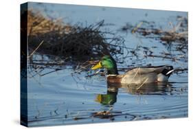 USA, Oregon, Baskett Slough Nwr, Mallard (Anas Plathyrhynchos) Drake-Rick A. Brown-Stretched Canvas