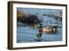 USA, Oregon, Baskett Slough Nwr, Mallard (Anas Plathyrhynchos) Drake-Rick A. Brown-Framed Photographic Print