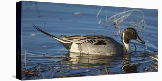 USA, Oregon, Baskett Slough Nwr, Northern Pintail (Anas Acuta) Drake-Rick A. Brown-Stretched Canvas