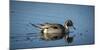 USA, Oregon, Baskett Slough Nwr, Northern Pintail (Anas Acuta) Drake-Rick A. Brown-Mounted Photographic Print