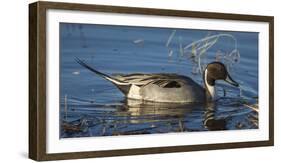 USA, Oregon, Baskett Slough Nwr, Northern Pintail (Anas Acuta) Drake-Rick A. Brown-Framed Photographic Print