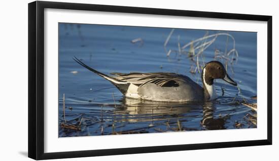 USA, Oregon, Baskett Slough Nwr, Northern Pintail (Anas Acuta) Drake-Rick A. Brown-Framed Photographic Print