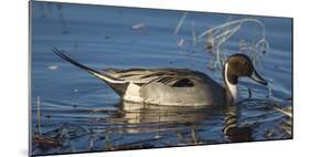 USA, Oregon, Baskett Slough Nwr, Northern Pintail (Anas Acuta) Drake-Rick A. Brown-Mounted Photographic Print