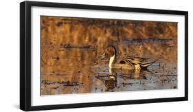 USA, Oregon, Baskett Slough Nwr, Northern Pintail (Anas Acuta) Drake-Rick A. Brown-Framed Photographic Print