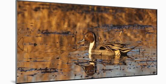 USA, Oregon, Baskett Slough Nwr, Northern Pintail (Anas Acuta) Drake-Rick A. Brown-Mounted Photographic Print