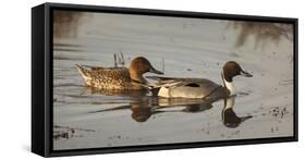 USA, Oregon, Baskett Slough Nwr, Northern Pintail (Anas Acuta) Pair-Rick A. Brown-Framed Stretched Canvas