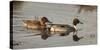 USA, Oregon, Baskett Slough Nwr, Northern Pintail (Anas Acuta) Pair-Rick A. Brown-Stretched Canvas