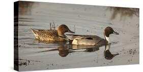 USA, Oregon, Baskett Slough Nwr, Northern Pintail (Anas Acuta) Pair-Rick A. Brown-Stretched Canvas