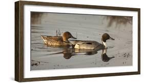 USA, Oregon, Baskett Slough Nwr, Northern Pintail (Anas Acuta) Pair-Rick A. Brown-Framed Photographic Print