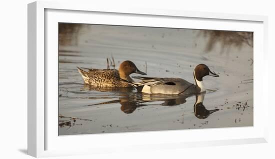 USA, Oregon, Baskett Slough Nwr, Northern Pintail (Anas Acuta) Pair-Rick A. Brown-Framed Photographic Print