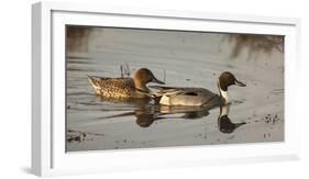 USA, Oregon, Baskett Slough Nwr, Northern Pintail (Anas Acuta) Pair-Rick A. Brown-Framed Photographic Print