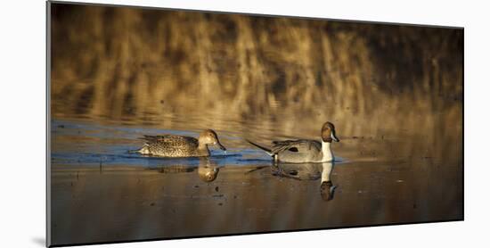 USA, Oregon, Baskett Slough Nwr, Northern Pintail (Anas Acuta) Pair-Rick A. Brown-Mounted Photographic Print