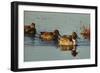 USA, Oregon, Baskett Slough Nwr, Northern Pintail (Anas Acuta)-Rick A. Brown-Framed Photographic Print