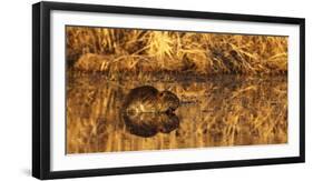 USA, Oregon, Baskett Slough Nwr, Nutria (Myocastor Coypus)-Rick A. Brown-Framed Photographic Print