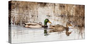 USA, Oregon, Baskett Slough NWR, pair of Mallards.-Rick A. Brown-Stretched Canvas