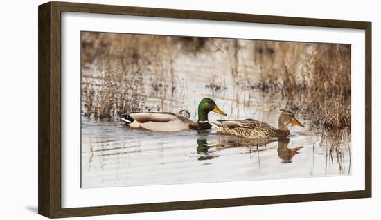 USA, Oregon, Baskett Slough NWR, pair of Mallards.-Rick A. Brown-Framed Photographic Print