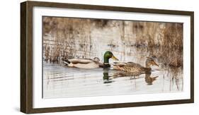 USA, Oregon, Baskett Slough NWR, pair of Mallards.-Rick A. Brown-Framed Photographic Print