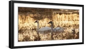 USA, Oregon, Baskett Slough Nwr, Tundra Swans (Cygnus Columbianus)-Rick A. Brown-Framed Photographic Print