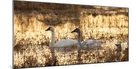 USA, Oregon, Baskett Slough Nwr, Tundra Swans (Cygnus Columbianus)-Rick A. Brown-Mounted Photographic Print