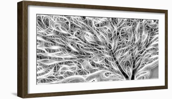 USA, Oregon. Black and white abstract of sea fan.-Jaynes Gallery-Framed Photographic Print