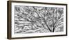 USA, Oregon. Black and white abstract of sea fan.-Jaynes Gallery-Framed Photographic Print