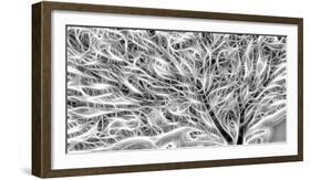 USA, Oregon. Black and white abstract of sea fan.-Jaynes Gallery-Framed Photographic Print