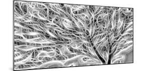 USA, Oregon. Black and white abstract of sea fan.-Jaynes Gallery-Mounted Photographic Print