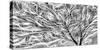 USA, Oregon. Black and white abstract of sea fan.-Jaynes Gallery-Stretched Canvas