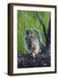 USA, Oregon, Blue Mountains. Recently fledged Great grey owlet.-Yuri Choufour-Framed Photographic Print