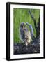 USA, Oregon, Blue Mountains. Recently fledged Great grey owlet.-Yuri Choufour-Framed Photographic Print